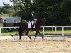 dressage horse Filia de Fidertanz (Hanoverian, 2009, from Fidertanz)