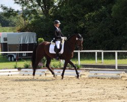 dressage horse Filia de Fidertanz (Hanoverian, 2009, from Fidertanz)