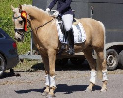 dressage horse Reitlands Rin Tin Tin (German Riding Pony, 2005, from Stukhuster Ricardo Go For Gold)