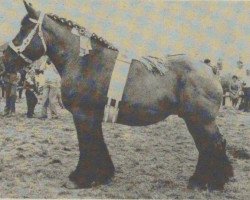 Pferd Vera van Merelbeke (Niederländisches Kaltblut, 1980, von Barnum II van 't Geushof)