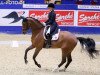 dressage horse Sandro's Bud (KWPN (Royal Dutch Sporthorse), 2006, from Sandro Hit)