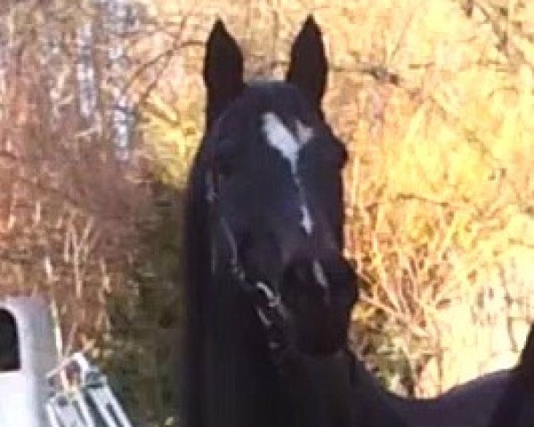 broodmare Nidaaki xx (Thoroughbred, 1994, from Chief Singer xx)