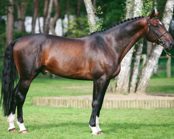 stallion Marlou des Etisses (Selle Français, 2000, from Quidam de Revel)