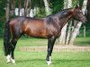 stallion Marlou des Etisses (Selle Français, 2000, from Quidam de Revel)
