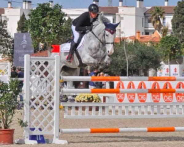 jumper Caitol Wies (Italian Warmblood, 2007, from Quite Capitol)