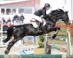 jumper Uilskuiken (KWPN (Royal Dutch Sporthorse), 2001, from Karandasj)