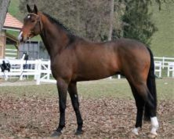 stallion GB Konvally (Hanoverian, 1999, from Konsequent)