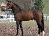 stallion GB Konvally (Hanoverian, 1999, from Konsequent)