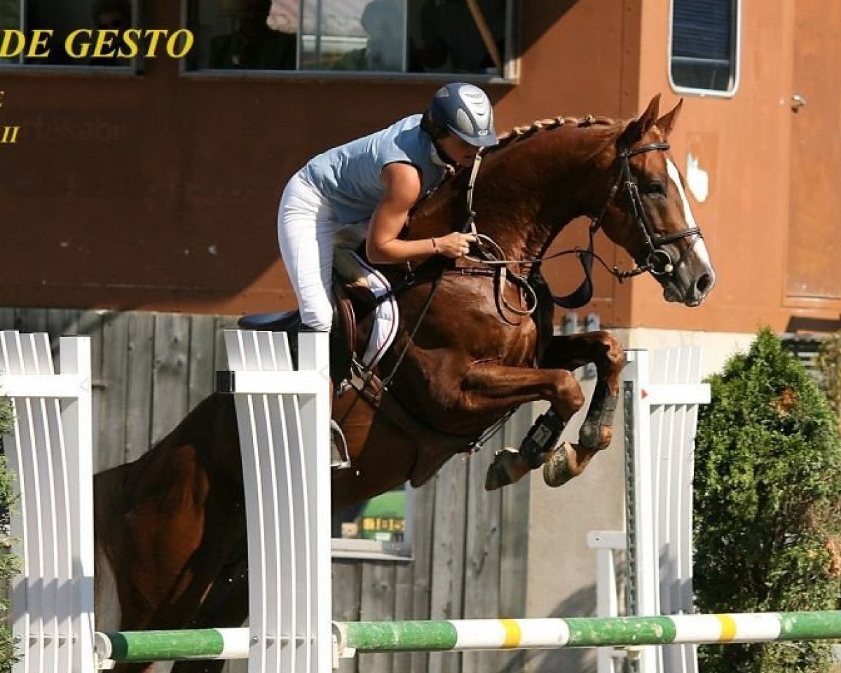 jumper For Win de Gesto (Swiss Warmblood, 2006, from For Pleasure)