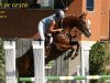 jumper For Win de Gesto (Swiss Warmblood, 2006, from For Pleasure)