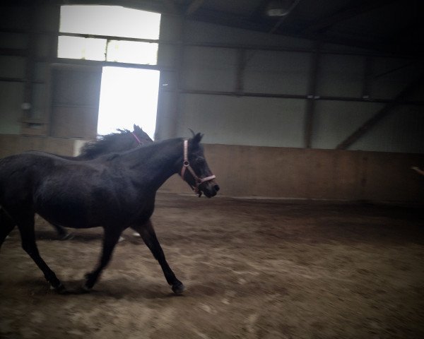 Zuchtstute Bodethal's Evelyn (Welsh Pony (Sek.B), 1993, von Gold'n Hamriks Calypso)