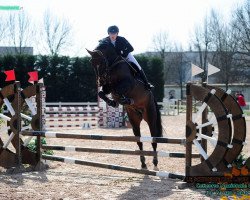 dressage horse Rosenbaum (German Sport Horse, 2009, from Rosenstein)