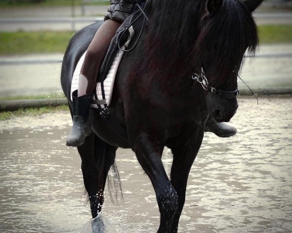 Pferd miya (Andalusier bzw/Pferde reiner spanischer Rasse,  , von Argentan I)