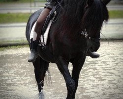 horse miya (Andalusians/horse of pure Spanish race,  , from Argentan I)