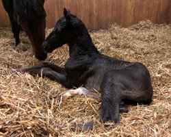 dressage horse Dreamlover (Westfale, 2018, from Desperado)