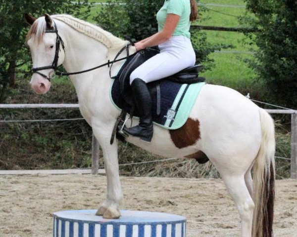 Pferd Piccolo (Pinto/Pony, 2003, von Junior Blue Sunday)