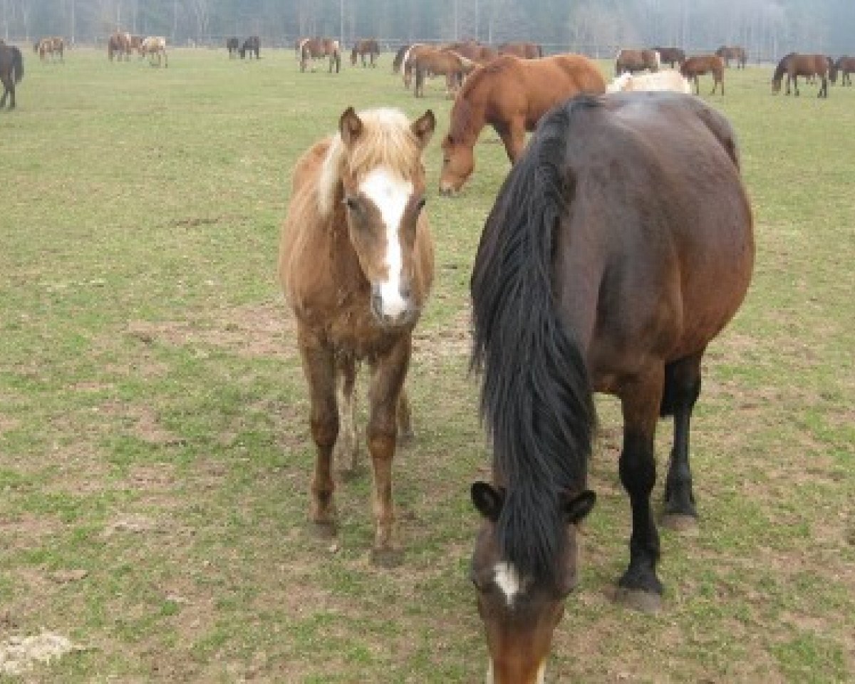 Zuchtstute Kora (Connemara-Pony, 2005, von Nirvana van de Zonnehoeve)