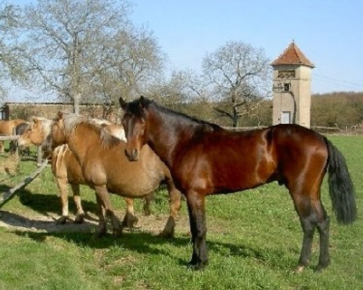 Deckhengst Nirvana van de Zonnehoeve (Connemara-Pony, 1999, von Ermelo Schueracher)
