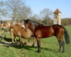 Deckhengst Nirvana van de Zonnehoeve (Connemara-Pony, 1999, von Ermelo Schueracher)