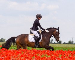 dressage horse Notre Belini (German Riding Pony, 2011, from Notre Charmeur)