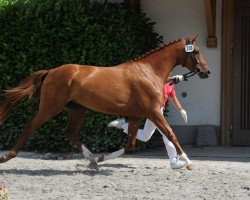 Zuchtstute Diana V. Pferdeparadies CH (Schweizer Warmblut, 2005, von Karondo vom Schlösslihof)