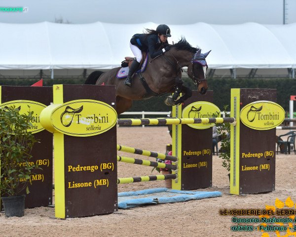 horse Jack Jumper (Holsteiner, 2005, from Jayadeva de Mackinac AA)