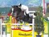 jumper Pinta CH (Swiss Warmblood, 2002, from Padarco van het Hertsveld)