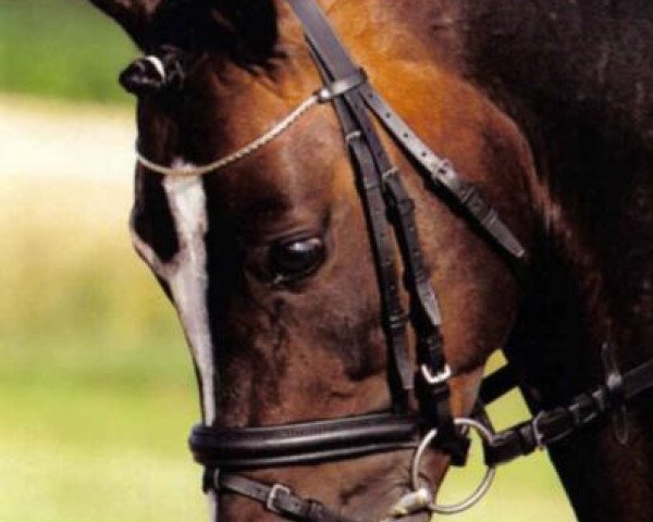 stallion Black Ombre (German Riding Pony, 2000, from Black Boy)