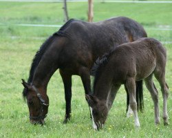 broodmare Mona Lisa PH (Rhinelander, 2004, from Mariano)