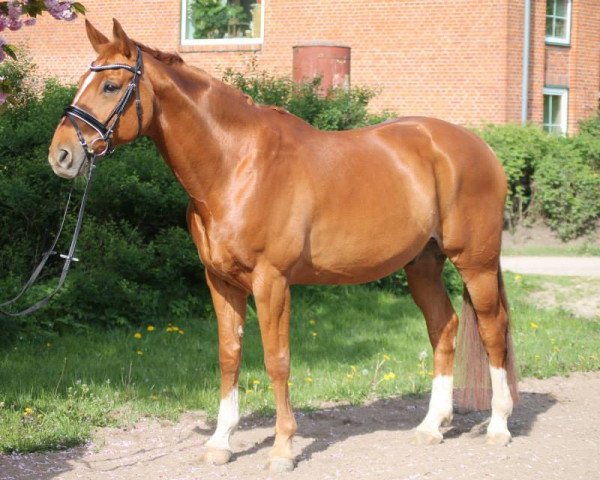 horse Willow 187 (Hanoverian, 2000, from Weltbogen)