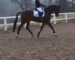 dressage horse Sancho Campino (Hanoverian, 2009, from San Amour I)