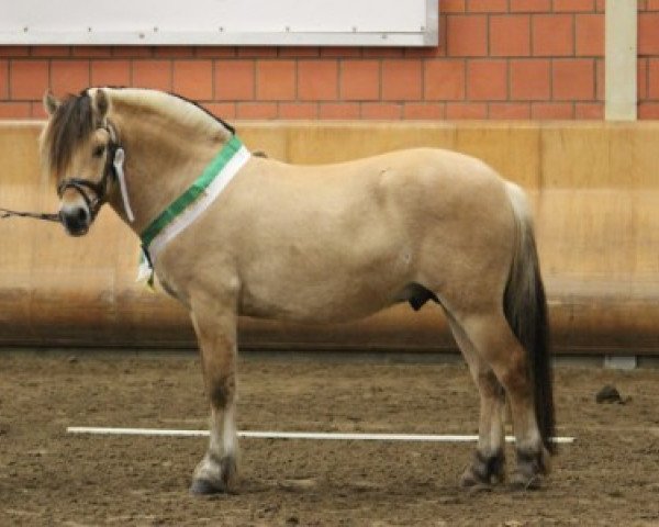 stallion Klosterhof's Ragnir (Fjord Horse, 2012, from Resen N.2673)