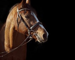 dressage horse Dein Freund 3 (German Riding Pony, 2006, from Deinhard B)