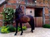 dressage horse Sid 17 (Oldenburg, 2003, from Sunny-Boy)