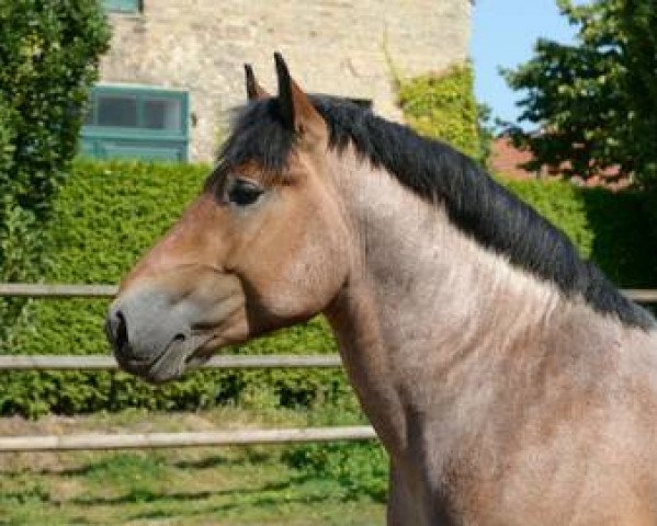 stallion Lindor (Rhenish-German Cold-Blood, 2013, from Louis)