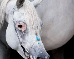 broodmare Mahadia al Qusar (Arabian thoroughbred, 2012, from Ahmady Al Qusar ox)