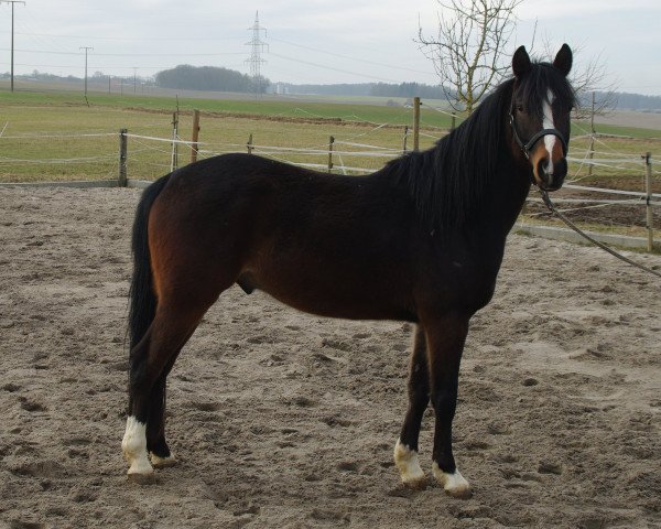 horse Hendi's After Midnight (Holländisches riding ponies, 2013, from Steerwolde's V.I.P.)