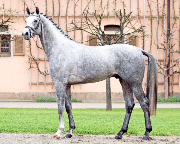 dressage horse Prinz Ludwig (German Sport Horse, 2013, from Palmares)