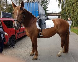 horse Andrea 60 (South German draft horse, 2012)