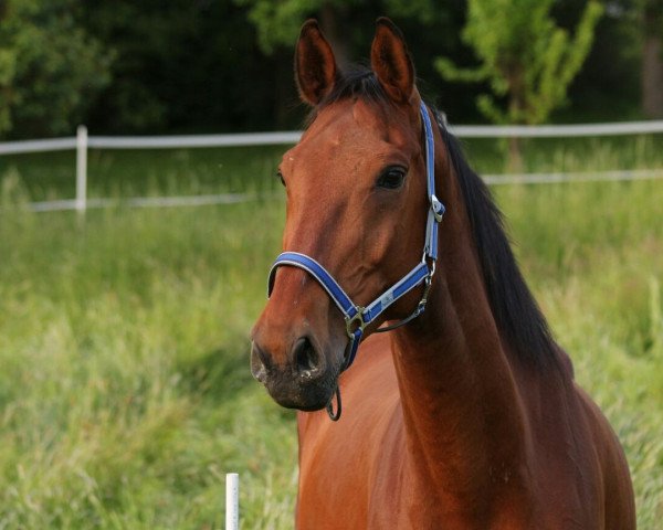 Springpferd Caballero 125 (Deutsches Sportpferd, 2008, von Cancoon)