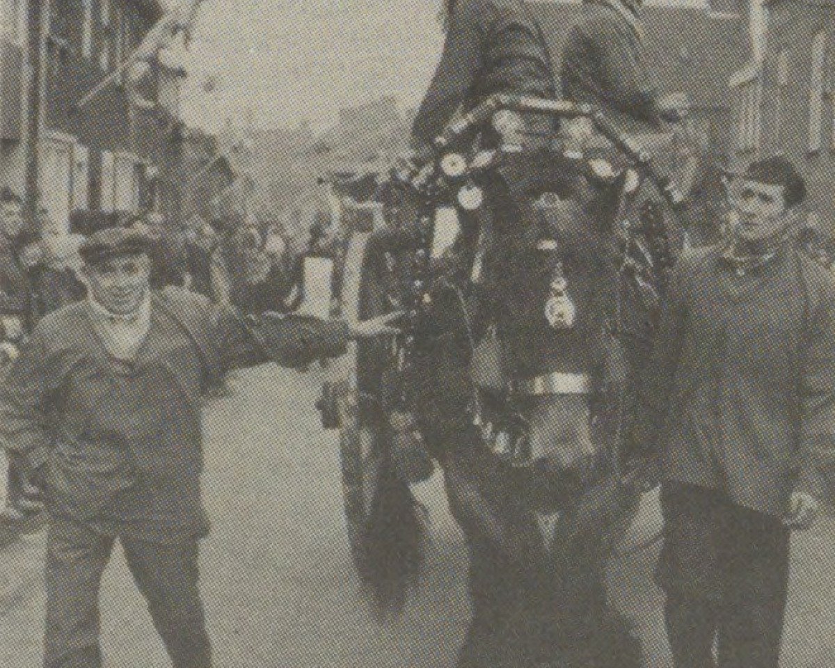 broodmare Annelies van Vressel (Dutch Heavy Draft,  , from Baron van Axel)