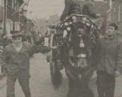 broodmare Annelies van Vressel (Dutch Heavy Draft,  , from Baron van Axel)