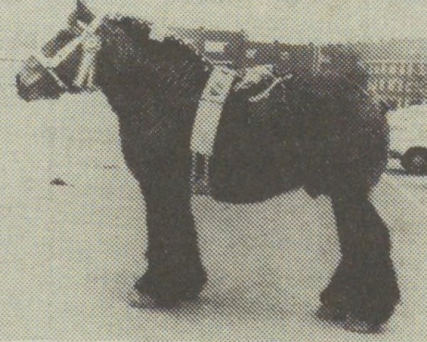 stallion Horizon Tersaet (Brabant/Belgian draft horse, 1973, from Laboureur Delmotte)