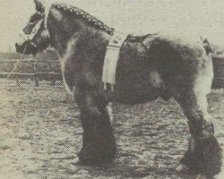 stallion Costaud van Oudenhof (Dutch Heavy Draft, 1971, from Gamin van de Hool)