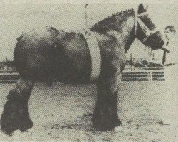 stallion Frederik van 't Oventje (Dutch Heavy Draft, 1972, from Frik van de Kantstraat)