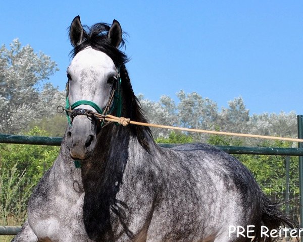 Pferd Indio (Lusitano, 2012)