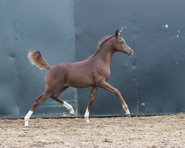 horse Hengst von MM Sergio/Enzo (Arabian thoroughbred, 2017, from MM Sergio)