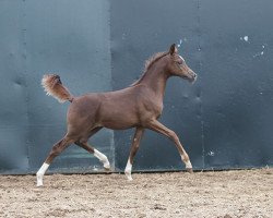 Pferd Hengst von MM Sergio/Enzo (Vollblutaraber, 2017, von MM Sergio)