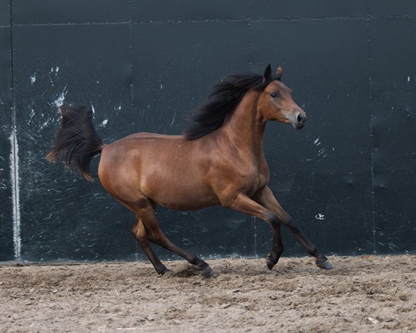 horse Stute von GH Meknes ox/Caprimond (Arab half breed / Partbred, 2016, from GH Meknes ox)