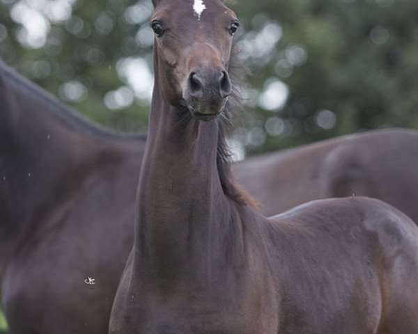 Pferd Stute von GH Meknes ox/Awans (Anglo-Araber, 2017, von GH Meknes ox)